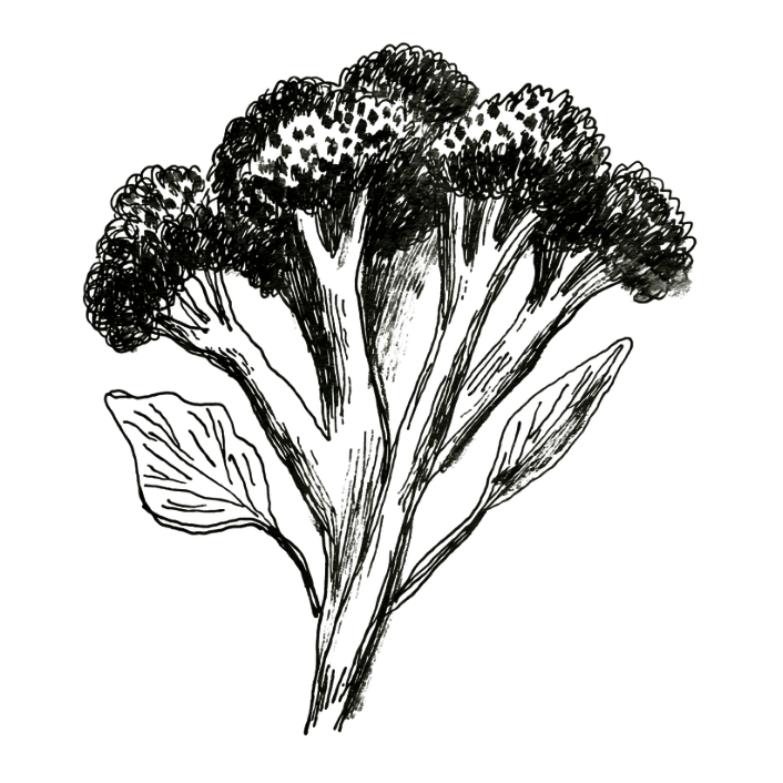 Botanical illustration of broccoli