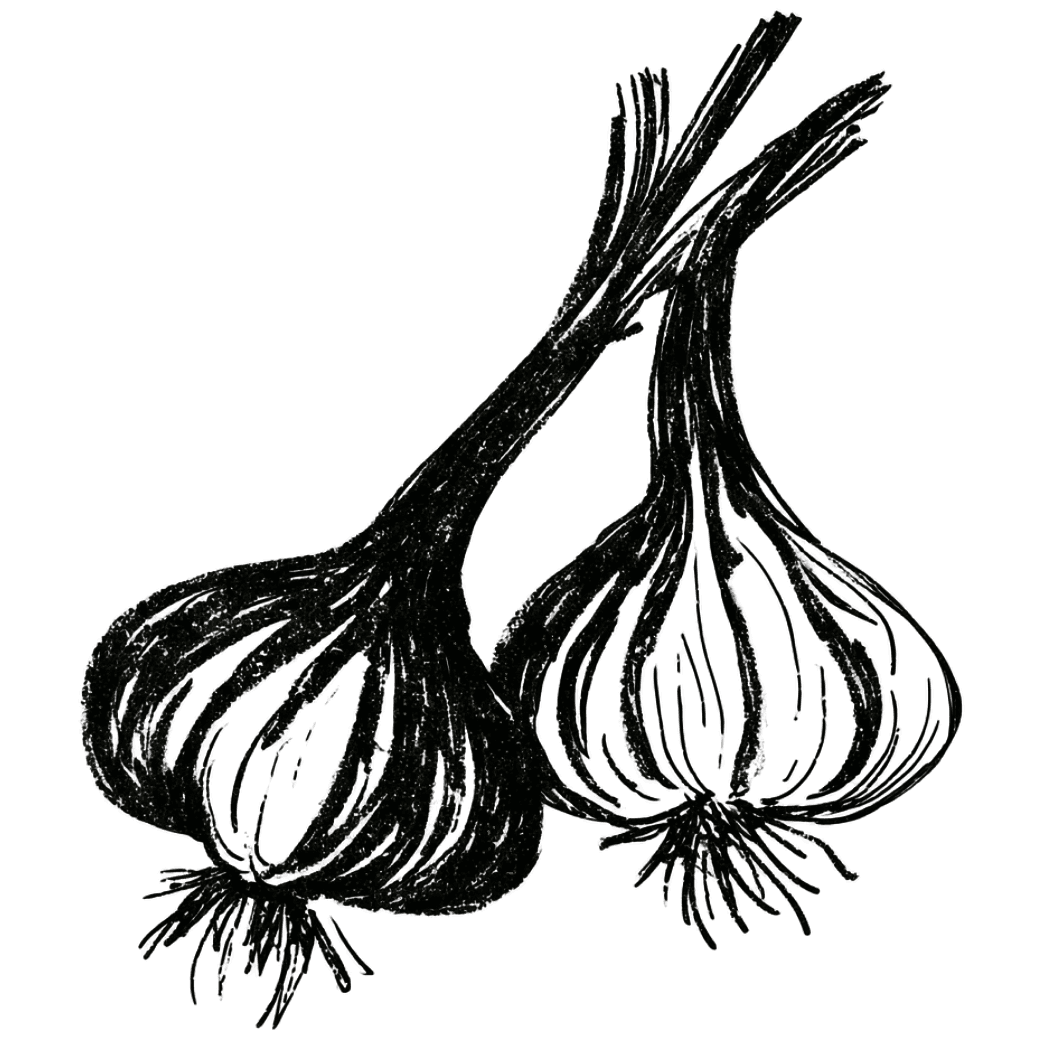 Botanical illustration of garlic