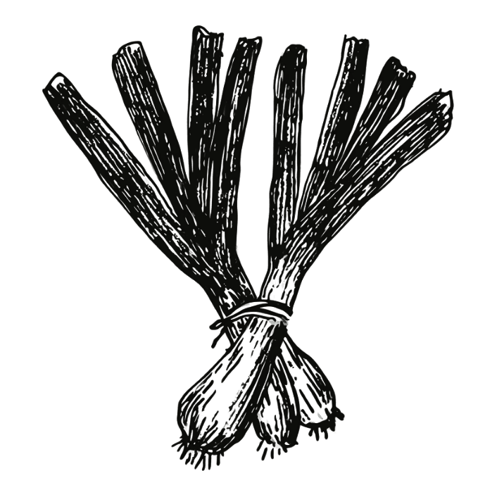 Botanical illustration of leeks