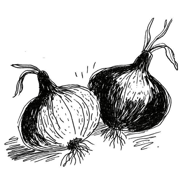 Botanical illustration of onions