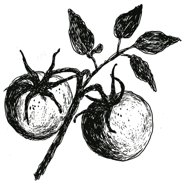 Botanical illustration of tomatoes